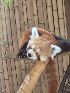 熱川バナナワニ園に投稿された画像（2026/2/28）