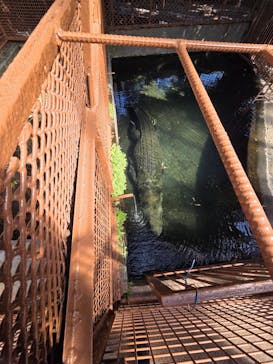 熱川バナナワニ園に投稿された画像（2026/2/28）