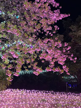 江の島シーキャンドルに投稿された画像（2026/2/28）