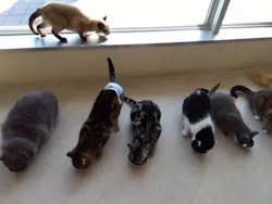 Cat Café MOFF 水戸オーパ店に投稿された画像（2026/2/28）