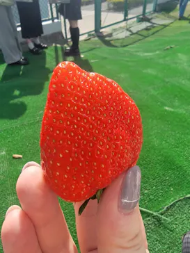 ICHIGOHOUSE.MITAKAに投稿された画像（2026/2/28）