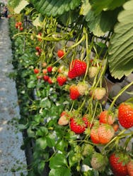 ICHIGOHOUSE.MITAKAに投稿された画像（2026/2/28）