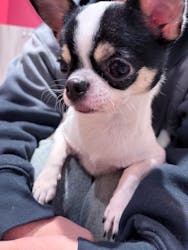 いぬカフェRio 池袋店に投稿された画像（2026/2/28）