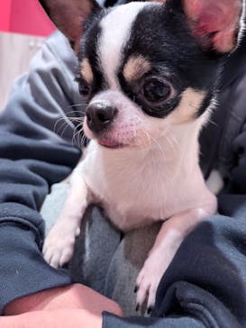 いぬカフェRio 池袋店に投稿された画像（2026/2/28）