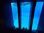 沖縄美ら海水族館に投稿された画像（2026/2/28）