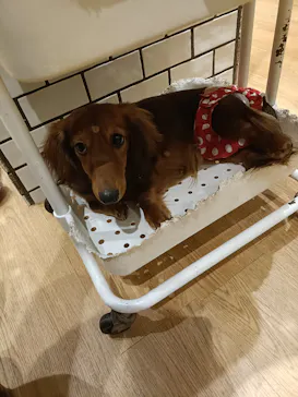 いぬカフェRio 新宿店に投稿された画像（2026/2/28）