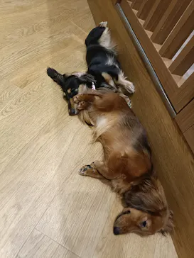 いぬカフェRio 新宿店に投稿された画像（2026/2/28）