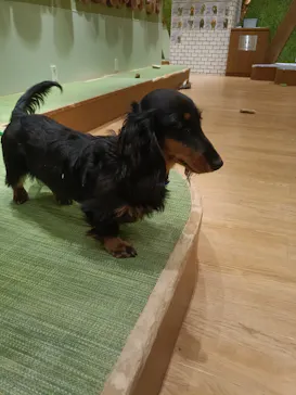 いぬカフェRio 新宿店に投稿された画像（2026/2/28）