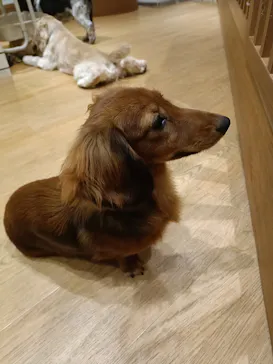 いぬカフェRio 新宿店に投稿された画像（2026/2/28）