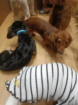 いぬカフェRio 新宿店に投稿された画像（2026/2/28）