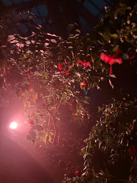 京都府立植物園　LIGHT CYCLES KYOTOに投稿された画像（2026/2/28）