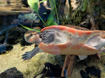 カワスイ 川崎⽔族館に投稿された画像（2026/2/28）