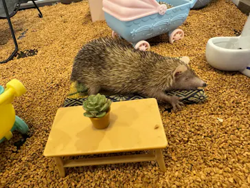 カワウソカフェ®️HARRY浅草店に投稿された画像（2026/2/28）