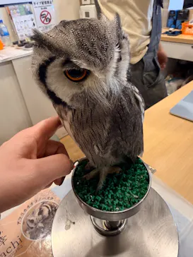 カワウソカフェ®️HARRY浅草店に投稿された画像（2026/2/28）