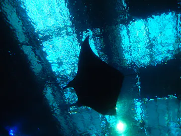 沖縄美ら海水族館に投稿された画像（2026/2/28）