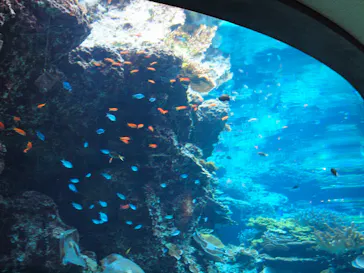 沖縄美ら海水族館に投稿された画像（2026/2/28）