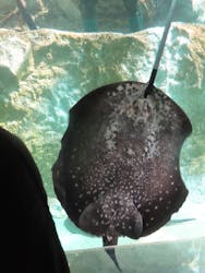 カワスイ 川崎⽔族館に投稿された画像（2026/2/28）