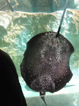 カワスイ 川崎⽔族館に投稿された画像（2026/2/28）