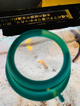 ゼロ距離水族館 伊勢シーパラダイスに投稿された画像（2026/2/28）