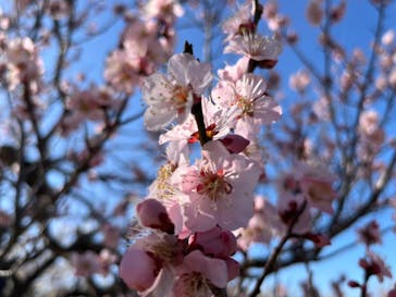 偕楽園本園に投稿された画像（2026/2/28）