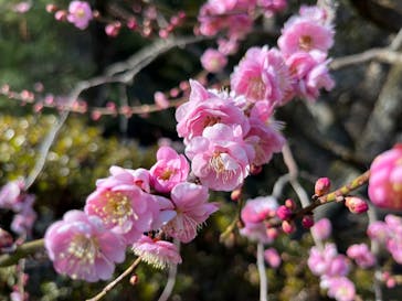 偕楽園本園に投稿された画像（2026/2/28）