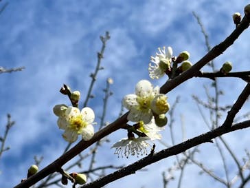 偕楽園本園に投稿された画像（2026/2/28）