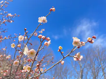 博物館 明治村に投稿された画像（2026/3/1）