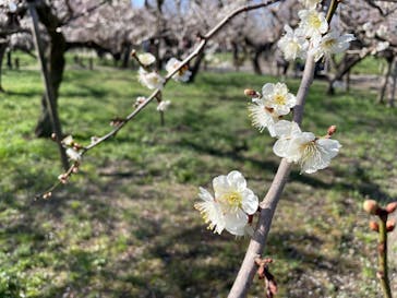偕楽園本園に投稿された画像（2026/3/1）