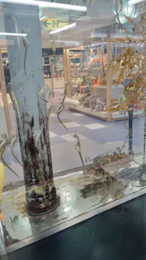 ゼロ距離水族館 伊勢シーパラダイスに投稿された画像（2026/3/1）