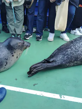 ゼロ距離水族館 伊勢シーパラダイスに投稿された画像（2026/3/1）