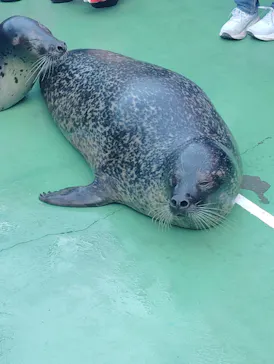 ゼロ距離水族館 伊勢シーパラダイスに投稿された画像（2026/3/1）