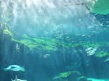 九十九島水族館海きららに投稿された画像（2026/3/1）