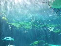 九十九島水族館海きららに投稿された画像（2026/3/1）