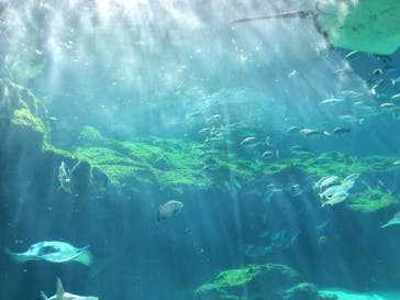 九十九島水族館海きららに投稿された画像（2026/3/1）