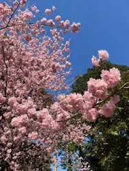 新宿御苑に投稿された画像（2026/3/1）