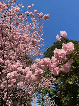 新宿御苑に投稿された画像（2026/3/1）