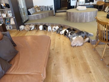 猫カフェモカ　池袋東口店に投稿された画像（2026/3/1）