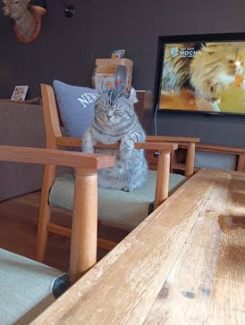 猫カフェモカ　池袋東口店に投稿された画像（2026/3/1）