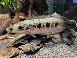 カワスイ 川崎⽔族館に投稿された画像（2026/3/1）