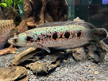 カワスイ 川崎⽔族館に投稿された画像（2026/3/1）