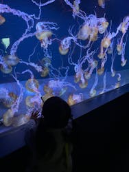 すみだ水族館に投稿された画像（2026/3/1）