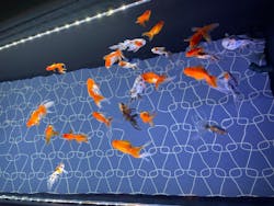 すみだ水族館に投稿された画像（2026/3/1）