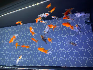 すみだ水族館に投稿された画像（2026/3/1）