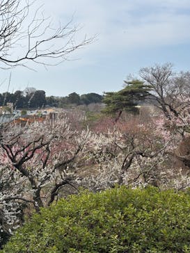 偕楽園本園に投稿された画像（2026/3/1）