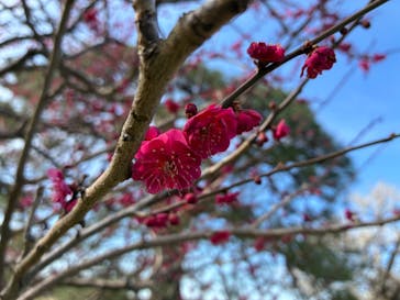 偕楽園本園に投稿された画像（2026/3/1）