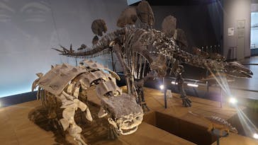 福井県立恐竜博物館に投稿された画像（2026/3/1）