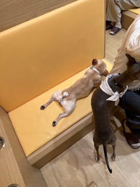 いぬカフェRio 浅草店に投稿された画像（2026/3/1）