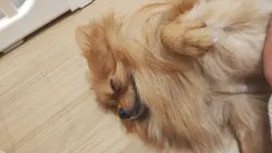 いぬカフェRio 広島店に投稿された画像（2026/3/1）