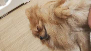 いぬカフェRio 広島店に投稿された画像（2026/3/1）