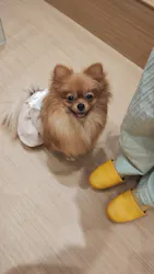 いぬカフェRio 広島店に投稿された画像（2026/3/1）